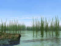 reeds640.jpg (51636 bytes)